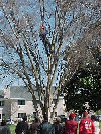 Tom in the tree